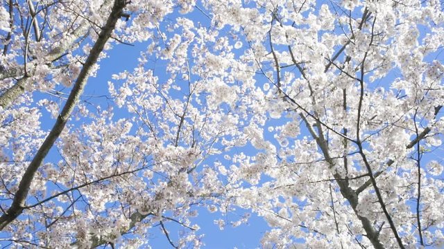 Dogwood trees in bloom - incredibly white and vibrant flowers against blue sky