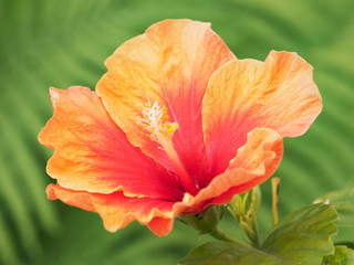 Fototapeta premium Hibiscus