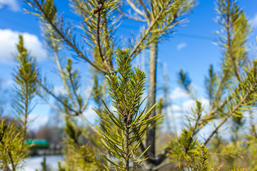 blue sky and trees
