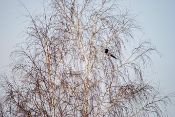 birds on tree