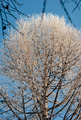 trees in winter