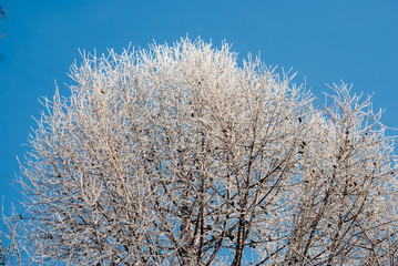 trees in winter