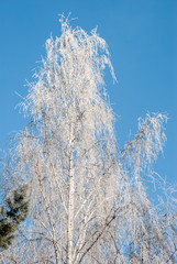 trees in winter