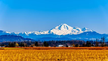 Fotobehang Mount Baker, a dormant volcano in Washington State viewed from the Blueberry Fields of Glen Valley near Abbotsford British Columbia, Canada under clear blue sky on a nice winter day  © hpbfotos