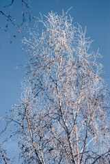 trees in winter