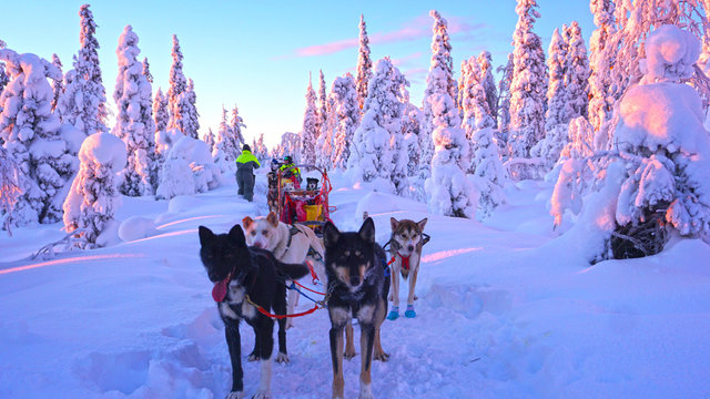 huskies in finnland