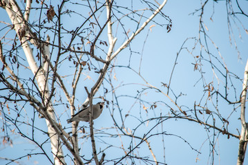 bird on branch