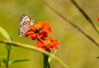 Brown Veined White butterfly