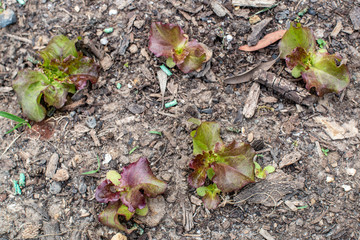 young plants in the garden
