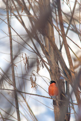 bullfinch on a branch