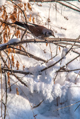 Turdus pilaris