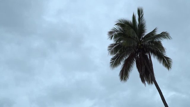 Palm tree against a gray cloudy sky.