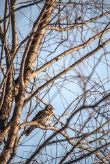 Turdus pilaris