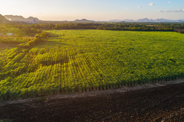 Aerial view of sugarcane plantation field with sunset light
