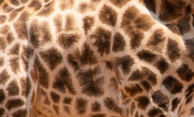 Giraffe coat pattern