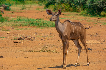 Kudu female