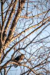 Turdus pilaris