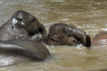 Fototapeta premium two young elephants bathing together with other elephants