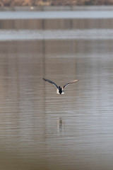 Flying duck above the lake surface.