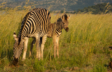 Zebra mother and foal