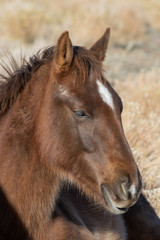 Naklejka na ściany i meble Wild Horse Foal in Utah in Winter