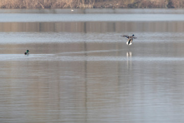 Flying duck above the lake surface.