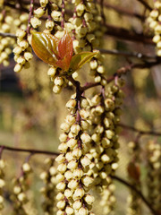 Stachyurus praecox, un arbuste aux longues grappes de fleurs jaune pâle pendantes sur des rameaux nus au printemps
