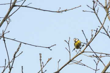Blue tit on a twig of oak without leaves.