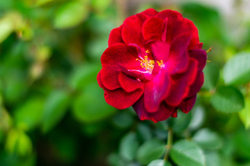 red rose in the garden