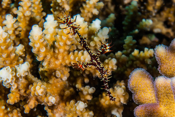 Coral reefs and water plants in the Red Sea, Eilat Israel