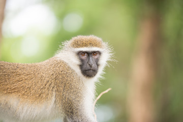 Green monkey in Ethiopian