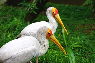 Two colorful yellow-billed storks standing side by side in natural habitat in rural Malaysia