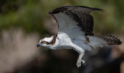 Osprey  