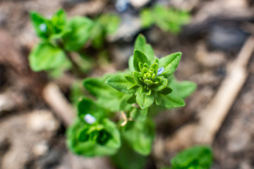 green plant in the garden