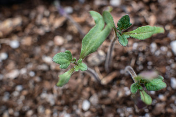 young plant in soil