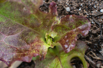 Lettuce