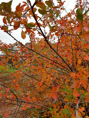 Colorful foliage in the autumn park.