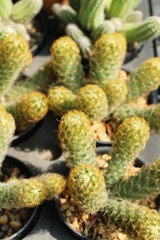 Beautiful small the cactus in the pot