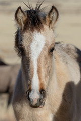 Obraz premium Wild Horse Foal in Utah in Winter