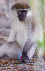 Green monkey in Ethiopian