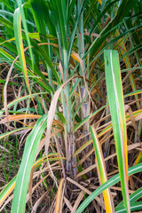 Obraz premium Sugar Cane in the Farm