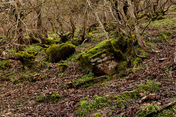  Mossy tree textures. Autumn or winter concept. 