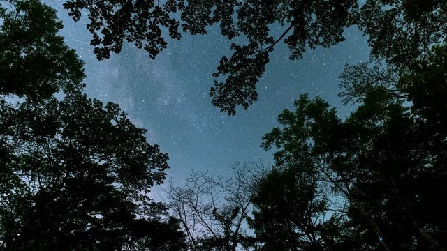 Looking up a Sky in a Forest at Night (time lapse)