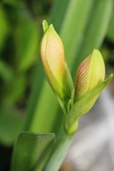 Fototapeta na wymiar Amaryllis flower at beautiful in the garden