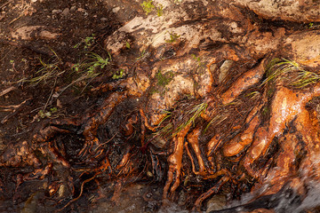  Mossy tree textures. Autumn or winter concept. 