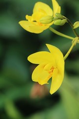 Orchid flower is beautiful in the garden