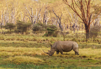 African white rhinoceros showing impressive horns while  grazing in woodland at Lake Nakuru National Park, Kenya, Africa. Near threatened species Ceratotherium Simum