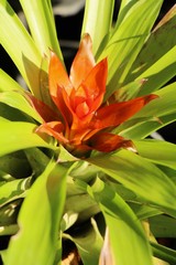 Bromeliad flower in the garden with nature