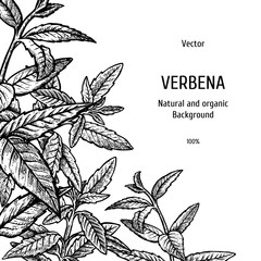 Hand drawn verbena background. Herbal pattern. Vector sketch of plant. Layout design for packaging - obrazy, fototapety, plakaty