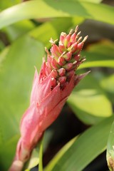 Bromeliad flower in the garden with nature